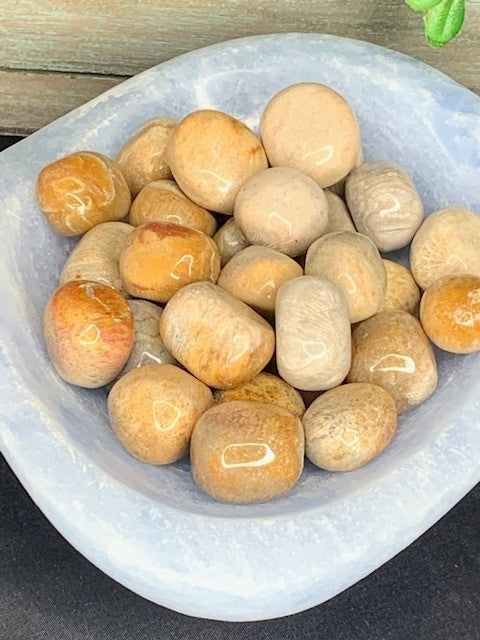 Fossil Coral Tumble