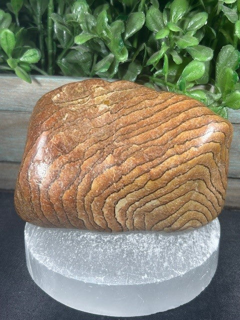Wood Grain Jasper Freeform