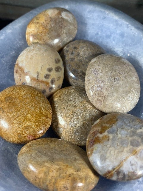 Fossil Coral Palm